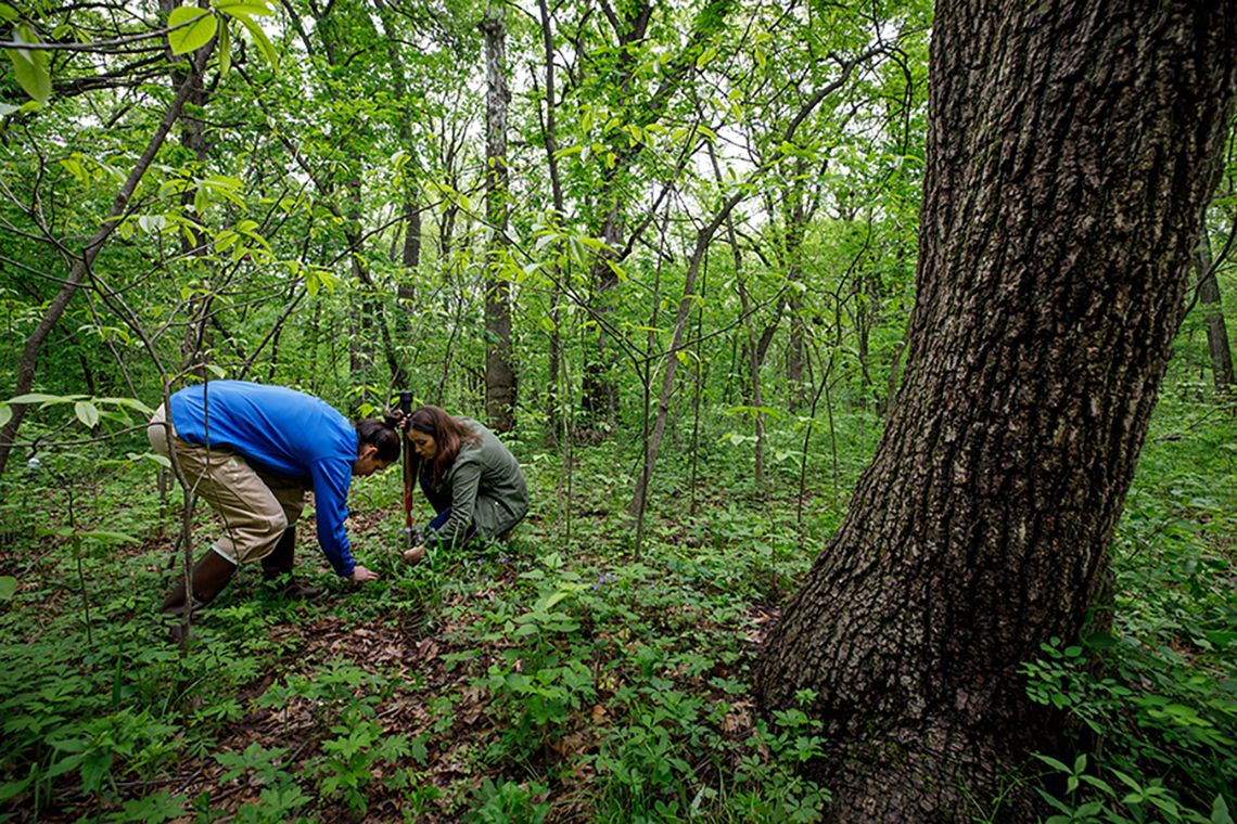 Two researchers kneel down to collect items outside in a densely forested area