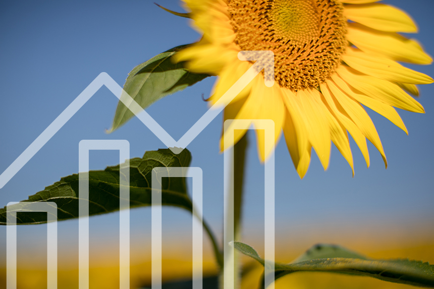 graphic of a sunflower with a bar graph increasing on top of it