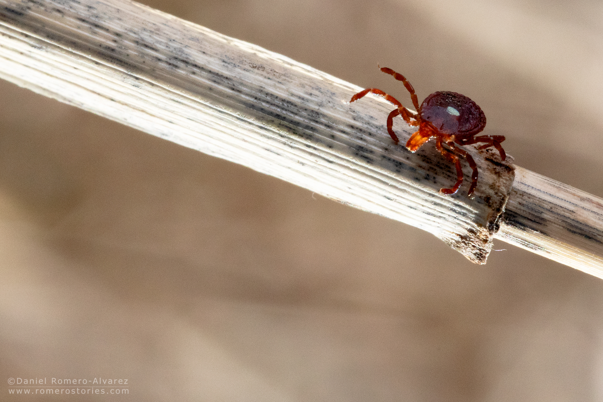 A tick crawls on a piece of wood