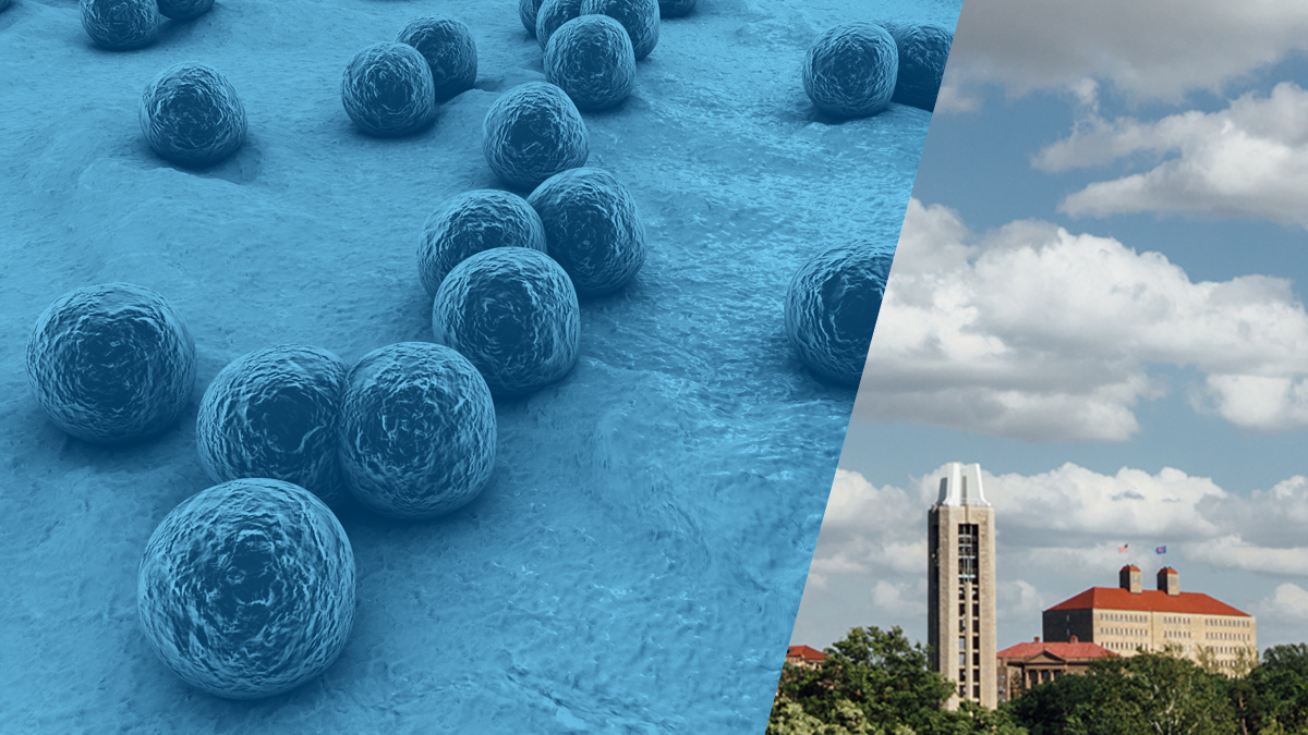 Detail shot of MRSA bacteria next to a KU campus skyline showing the Campanile and Fraser Hall.