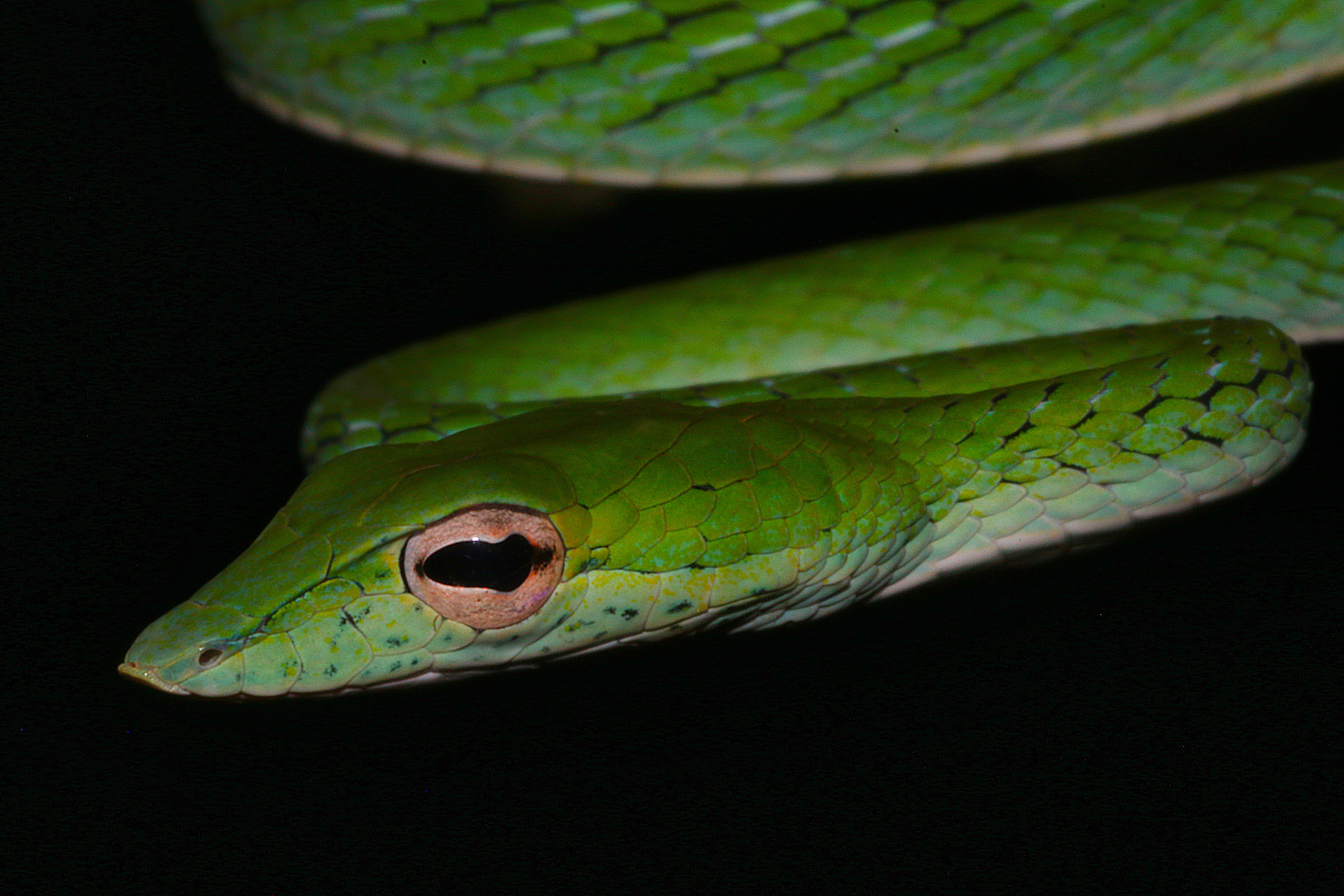 "Close up of an Asian vine snake"